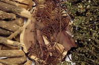 Dried leaves and branches of Taxus brevifolia (left and center), leaves and twigs of Camptotheca acuminata (right).