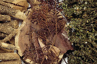 Dried leaves and branches of Taxus brevifolia (left and center), leaves and twigs of Camptotheca acuminata (right).