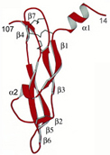 Vascular endothelial growth factor: crystal structure and functional mapping of the kinase domain receptor binding site.