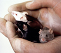 Researcher holding three mice.