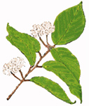 Plant illustration